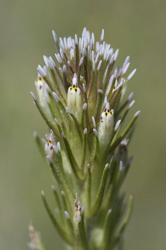 Castilleja attenuata